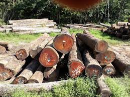 hout hout