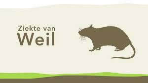 weil